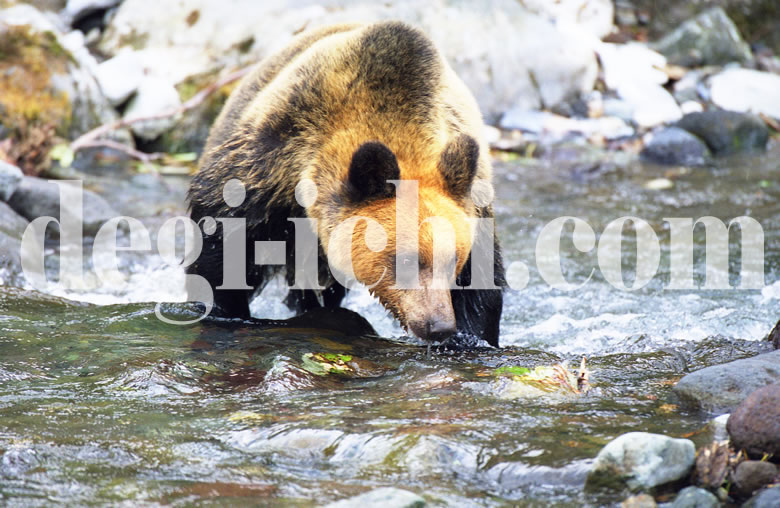 無料写真：ヒグマ　水を飲む（世界遺産北海道知床）