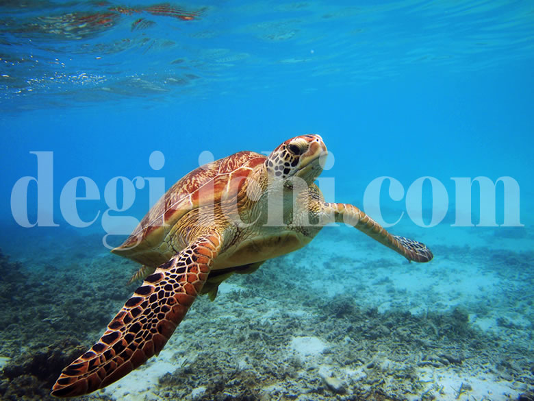 沖縄観光旅行おすすめ見所スポット情報　サンゴ礁のアオウミガメ