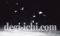 無料写真：ハクチョウの画像　厳冬の空に（北海道）